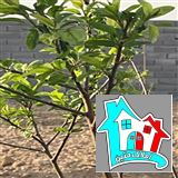 کد 7496(فروش باغ روستای حتم آباد)