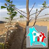 کد 7496(فروش باغ روستای حتم آباد)