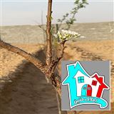 کد 7496(فروش باغ روستای حتم آباد)